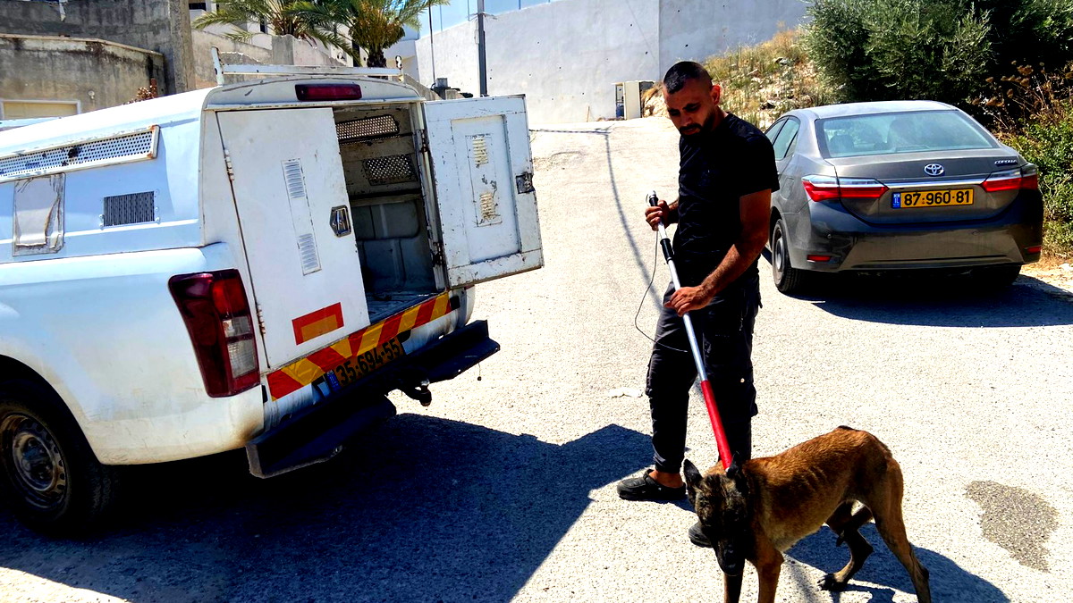 بلدية باقة الغربية: حملة موسعة للقبض على الكلاب الضالة