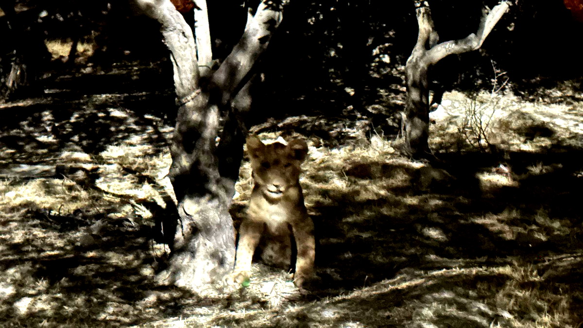 السادس منذ بداية العام 2025 - العثور على شبل أسد في ساحة بيت بأبوديس قرب معليه أدوميم