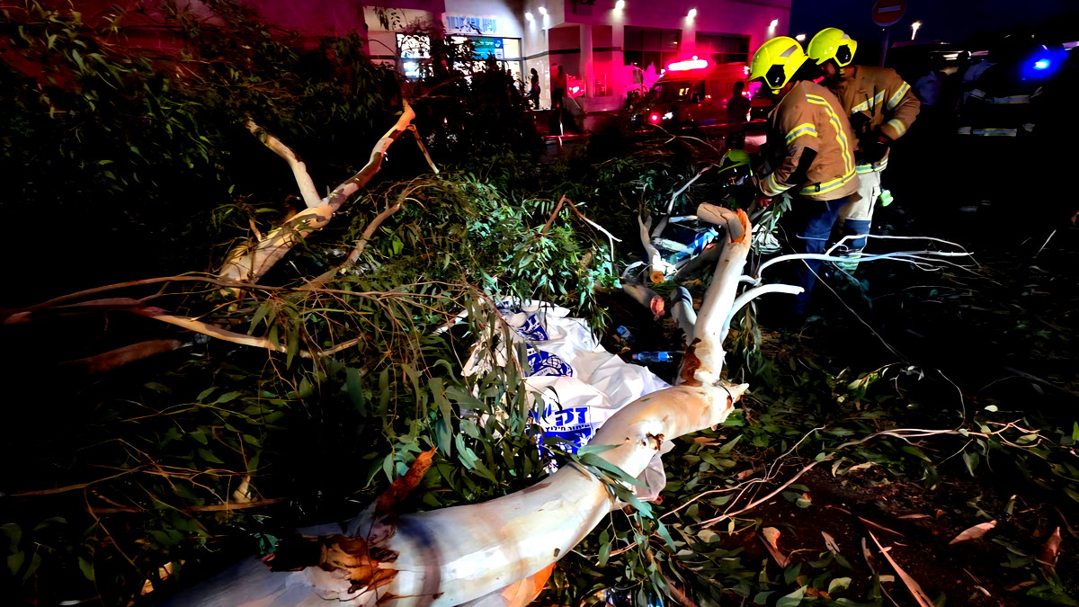 مصرع شاب (35 عامًا) جراء سقوط شجرة عليه في مستشفى "أساف هروفيه"