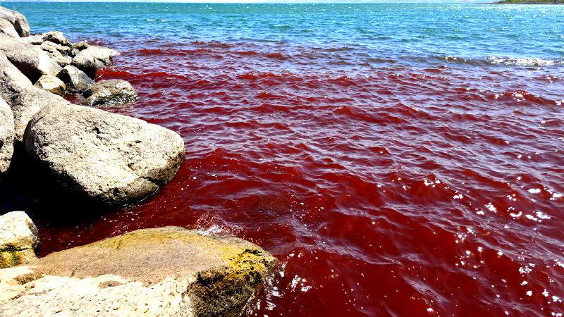  بحيرة طبريا تتصبغ باللون الأحمر !! ماذا حصل ؟ وهل هي مواد سامة ؟ 