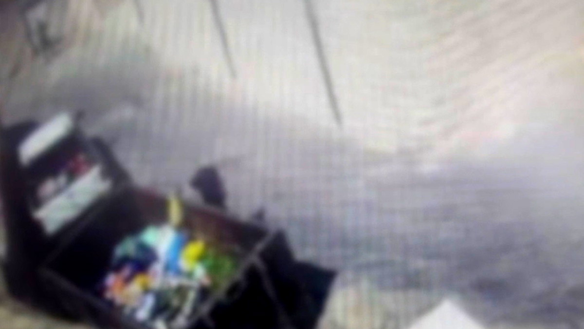 الشرطة: اعتقال مواطن هنغاري بشبهة قتل قطة صغيرة بوحشية في الناصرة