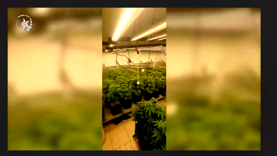  القبض على ثلاثة مشتبهين من سكّان منطقة المركز  وضُبط أكثر من 700 شتلة "كنابيس" ومخدّرات تقدّر قيمتها بمئات آلاف الشواقل