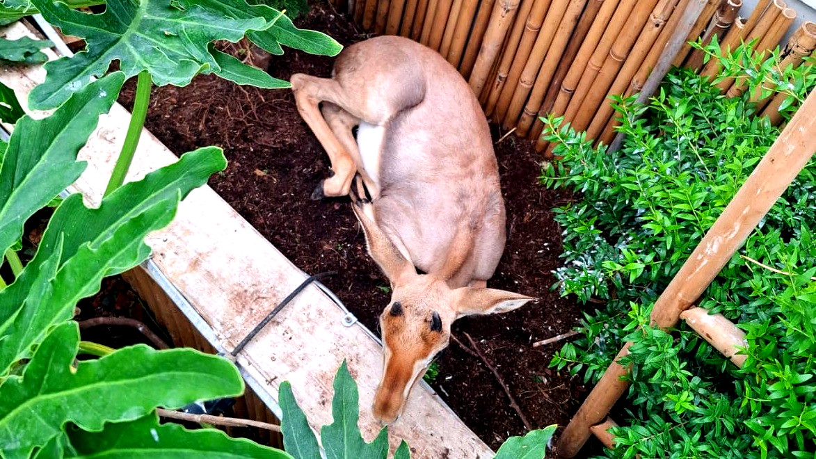 ضبط غزلان وطيور مغردة غريبة من أصل أفريقي داخل بيت في ام الفحم 