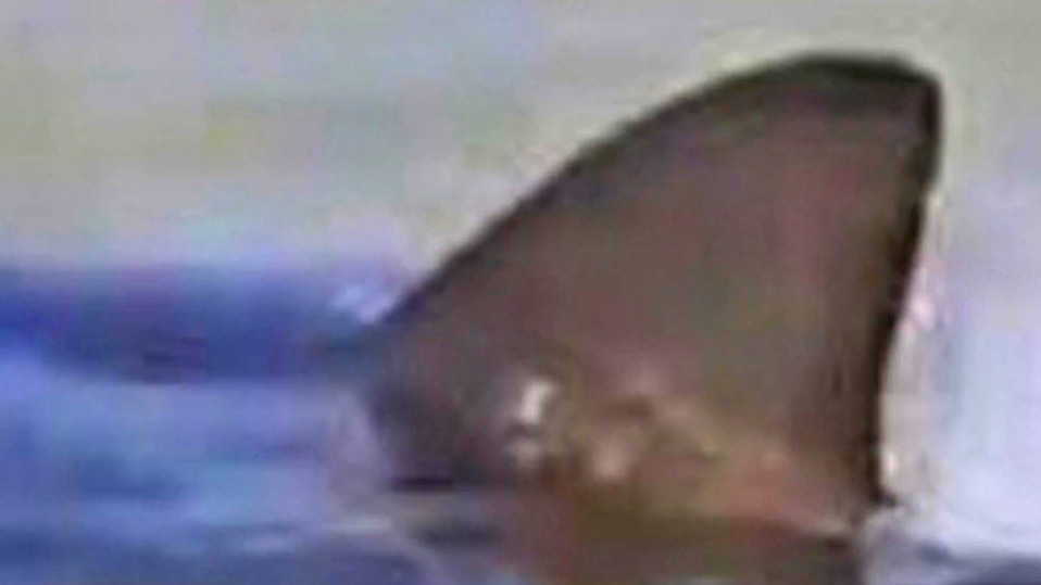 رصد سمكة قرش في بحر عسقلان، وإغلاق الشواطئ: "اخرجوا من الماء".