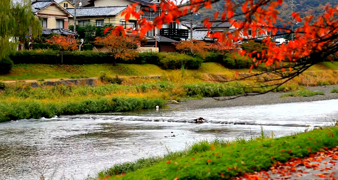 كيوتو اليابانية: وجهة الخريف الساحرة تحت ألوان الطبيعة الخلابة 