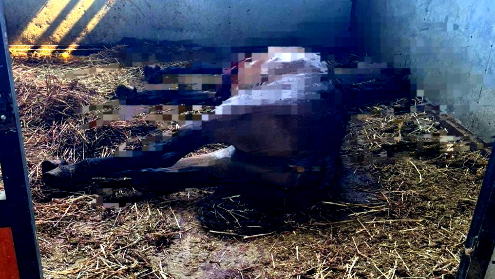 اعتقال شاب من الطيبة بشبهة قتل حصانين لشقيقه 