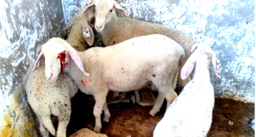 حتى الحيونات لم تنجو … مستوطنون يقتلون خرافا في الخليل (فيديو) 