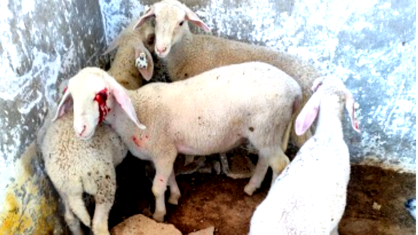 حتى الحيونات لم تنجو … مستوطنون يقتلون خرافا في الخليل (فيديو)