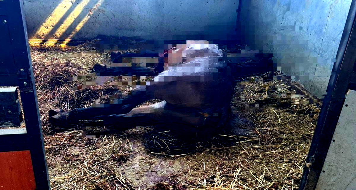 طعن الفرس في منطقة القلب! تقديم لائحة اتّهام بحقّ رجل (47 عامًا) من الطيبة بالإساءة للحيوانات