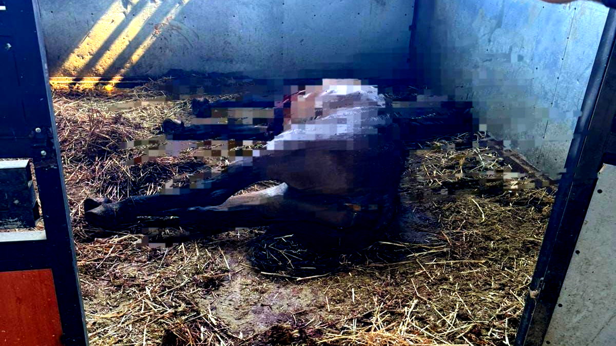 طعن الفرس في منطقة القلب! تقديم لائحة اتّهام بحقّ رجل (47 عامًا) من الطيبة بالإساءة للحيوانات