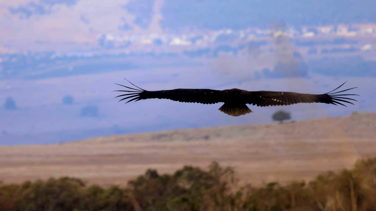  حدث نادر في البلاد - الإمساك بنسر أسود نادر في محمية جملا 