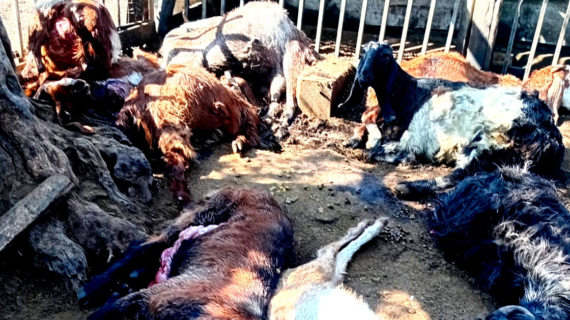 عيلوط: كلاب ضالة تفترس 30 رأس ماعز للمواطن إبراهيم أبو عياش