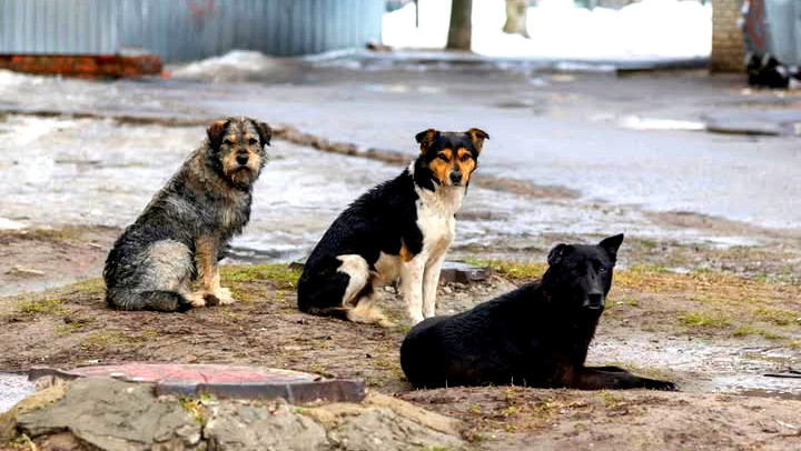 وزارة الصحة: ​​18 شخصا كانوا على مقربة من كلب مصاب بداء الكلب قرب جلجولية