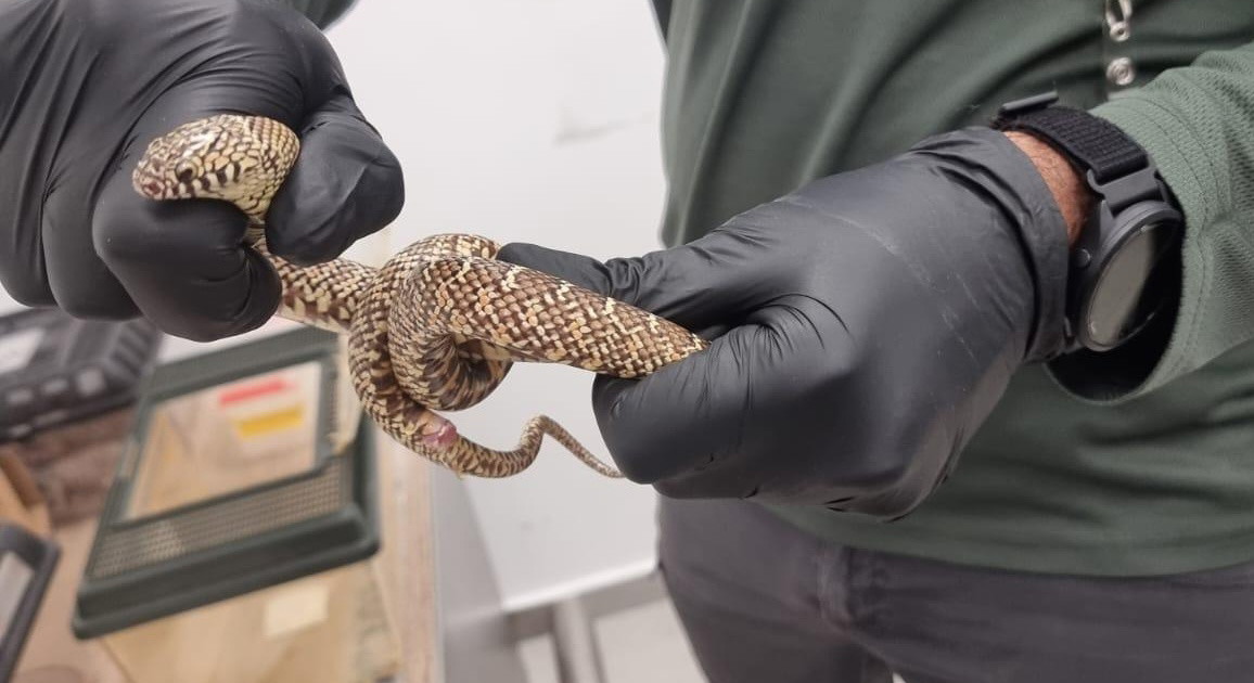 إحباط محاولة تهريب في مطار بن غوريون: رجل عائد من تايلاند يحاول تهريب 200 حيوان في حقيبة سفر