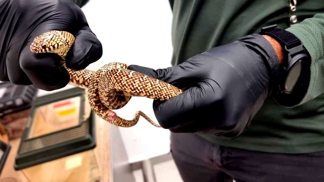 إحباط محاولة تهريب في مطار بن غوريون: رجل عائد من تايلاند يحاول تهريب 200 حيوان في حقيبة سفر