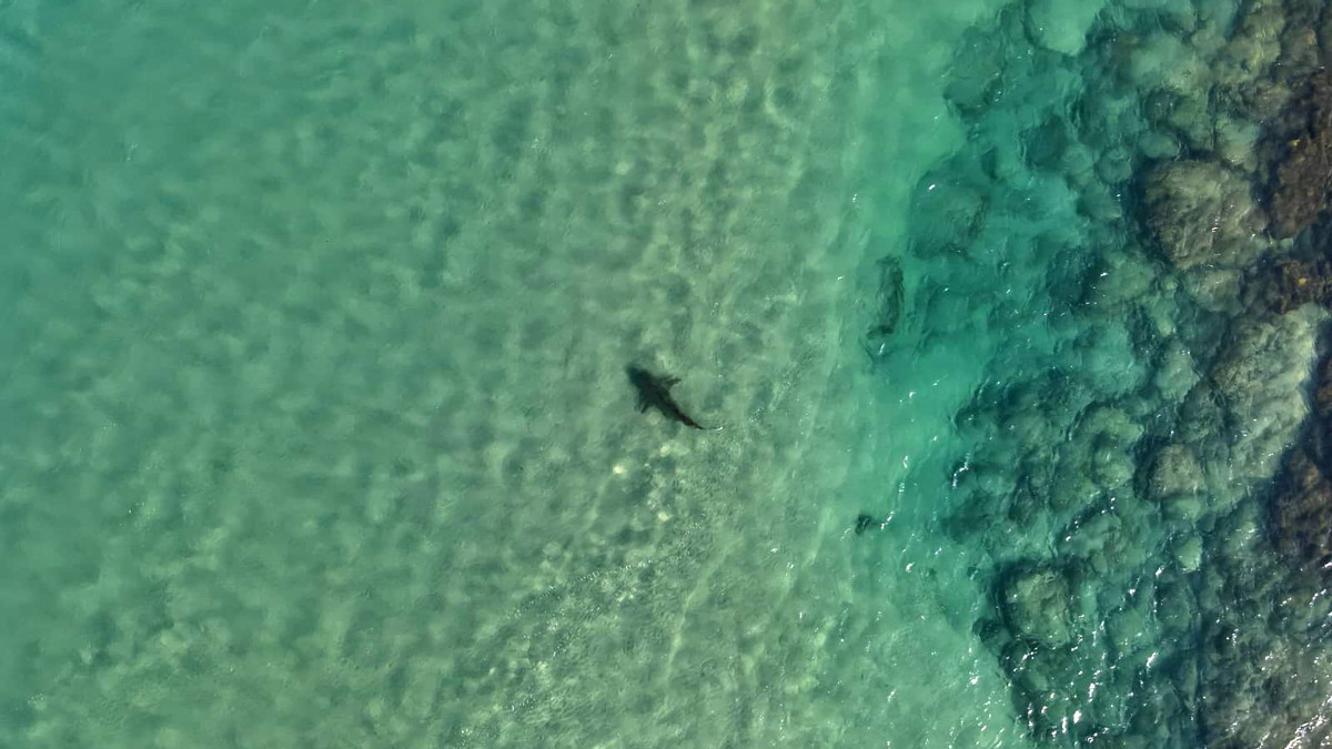 هيئة الطبيعة والحدائق تُحذّر الجمهور من الغوص مع أسماك القرش في منطقة محطة الطاقة في الخضيرة