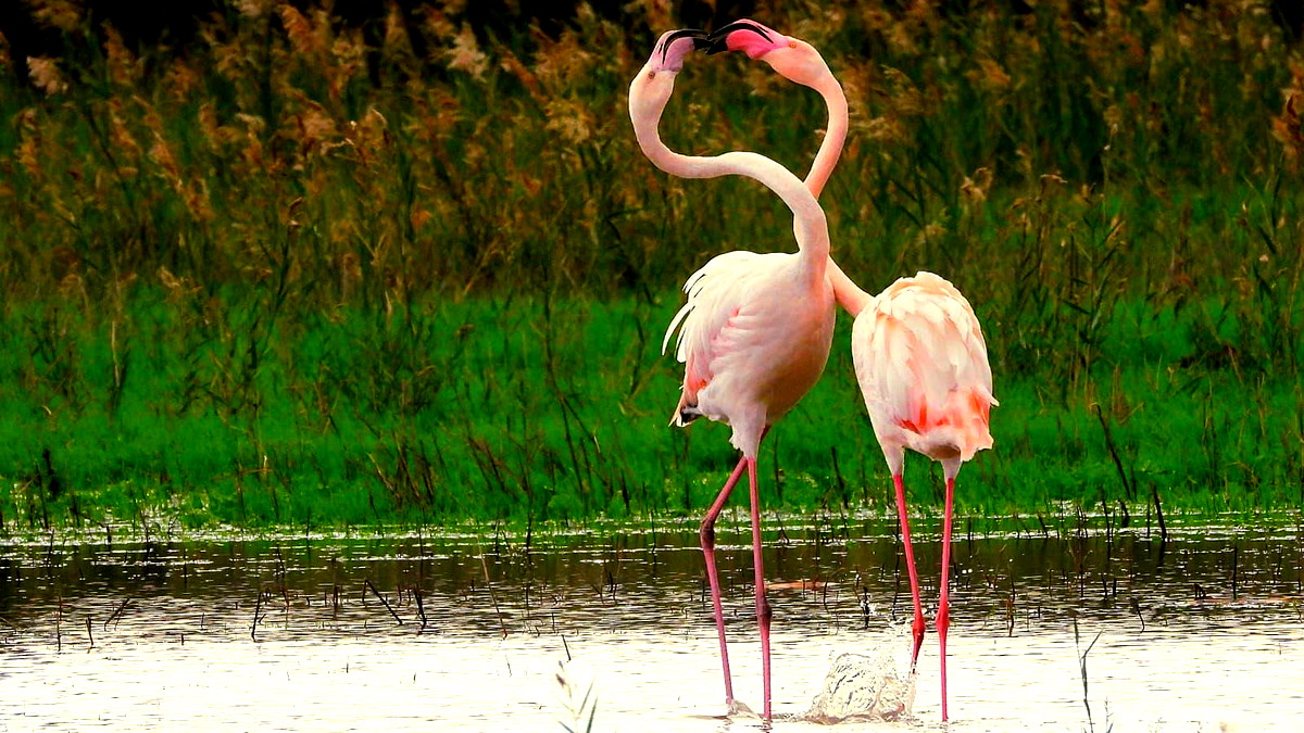 طقس السبت.. منخفض بارد وتوقعات بأمطار غزيرة