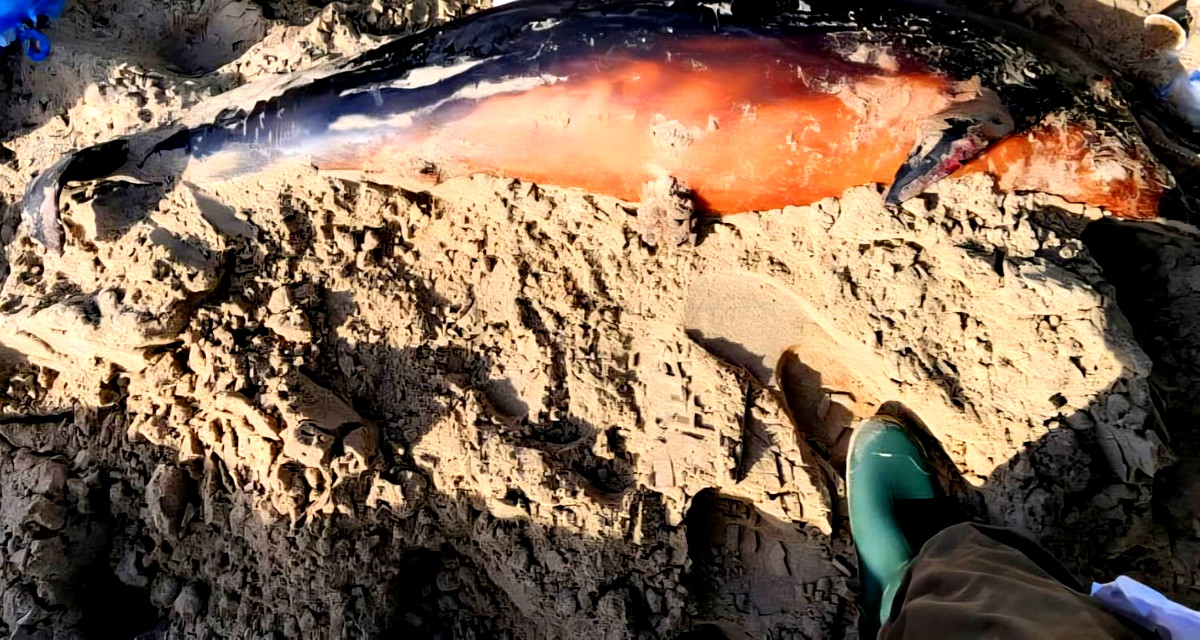 العثور على دولفين نافق على شاطئ البحر في كريات حاييم بمنطقة حيفا 