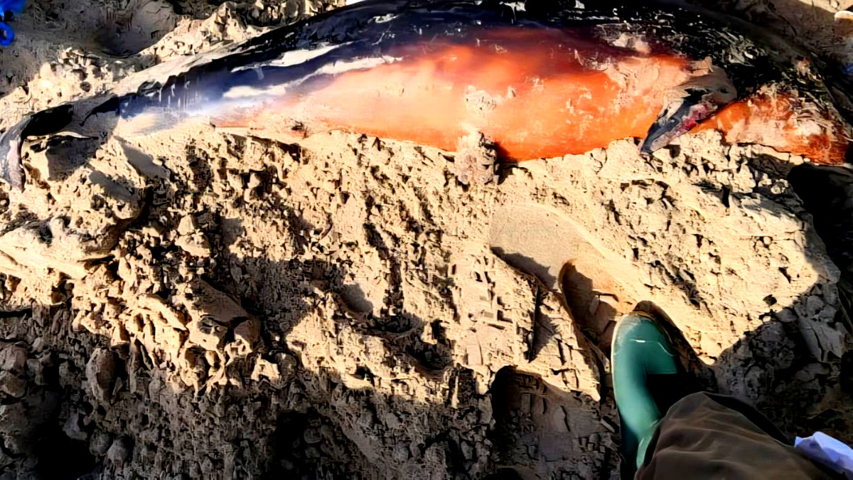 العثور على دولفين نافق على شاطئ البحر في كريات حاييم بمنطقة حيفا 