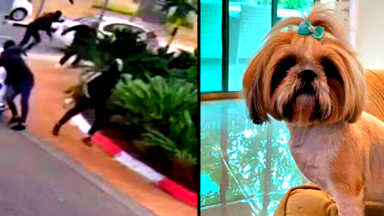 خطفوا كلبة شيتزو وطالبوا بفدية خيالية.. لائحة اتهام ضد شابين من المثلث بابتزاز 600 ألف دولار!