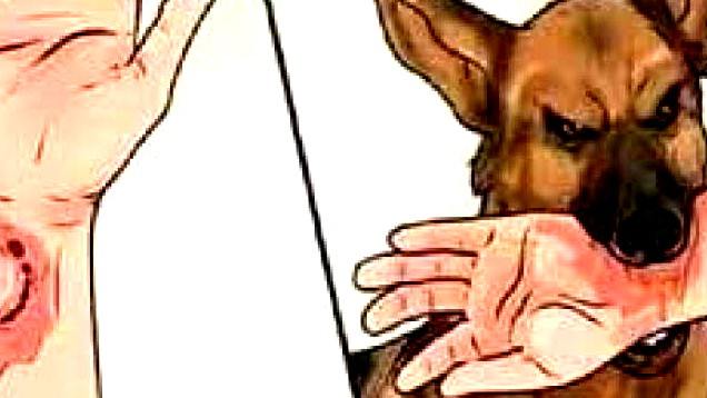 تحذير صحي في الشمال: رصد "داء الكلب" في مرج بن عامر والجولان.. ودعوة للمخالطين للفحص فوراً