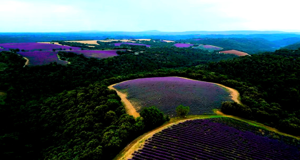 من حقول اللافندر إلى القرى الجبلية: جولة سياحية في بروفانس الفرنسية 