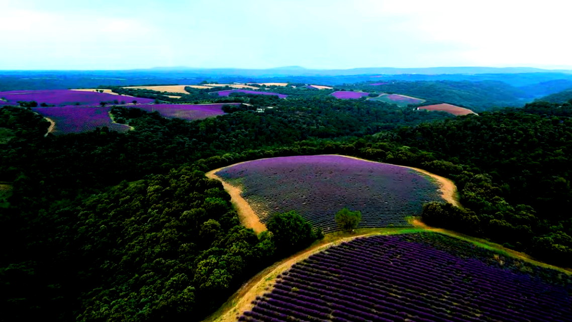 من حقول اللافندر إلى القرى الجبلية: جولة سياحية في بروفانس الفرنسية