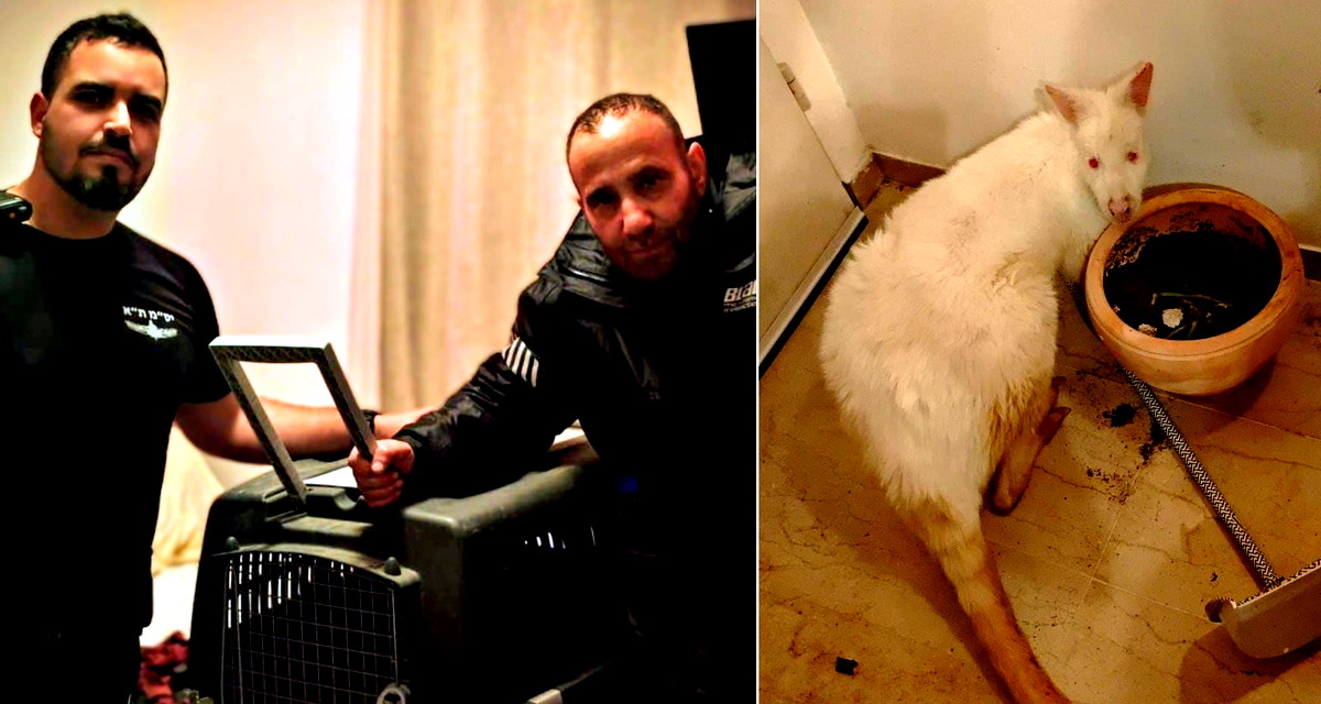 في حادثة غريبة: العثور على كنغر مسروق من حديقة حيوانات في بيسان داخل شقة سكنية في تل أبيب!