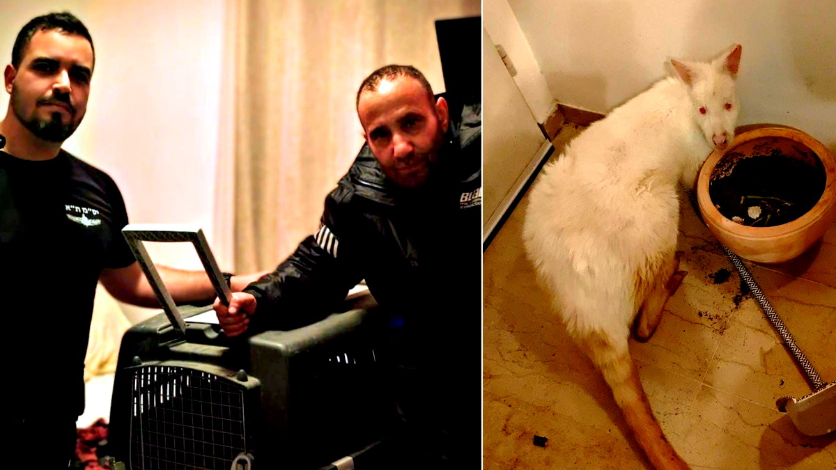 في حادثة غريبة: العثور على كنغر مسروق من حديقة حيوانات في بيسان داخل شقة سكنية في تل أبيب!