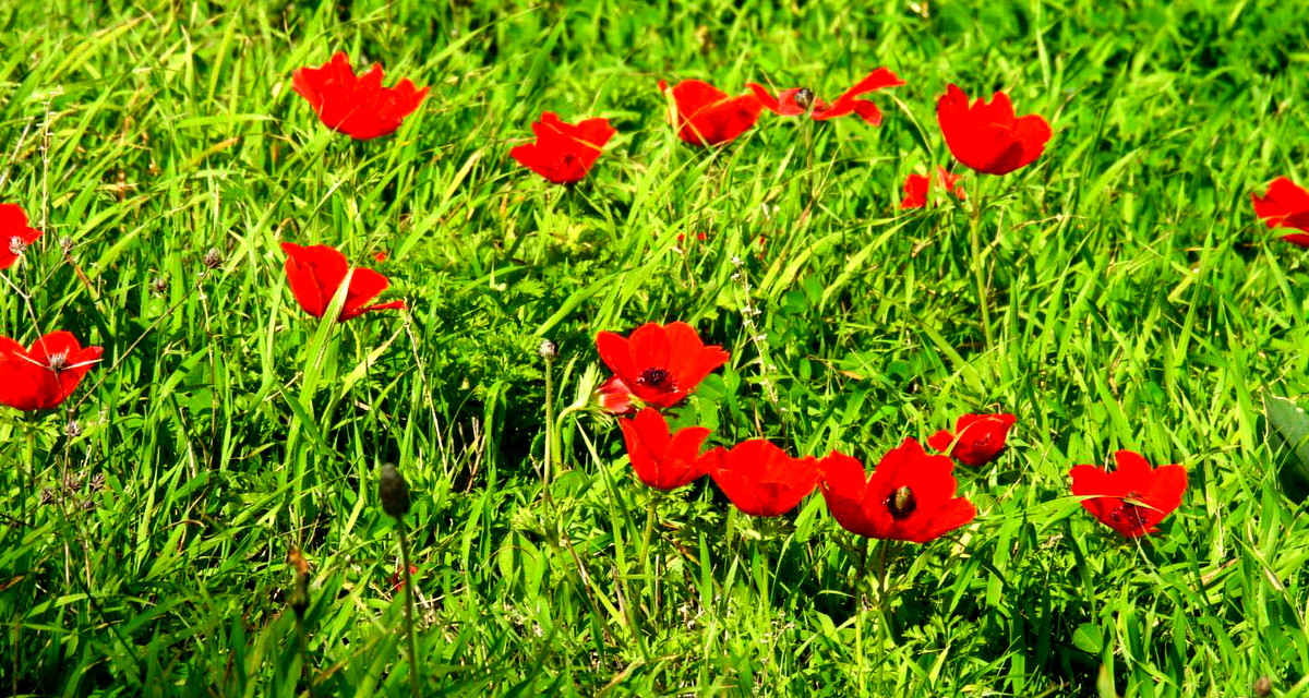 حالة الطقس -  ارتفاع ملموس على درجات الحرارة 