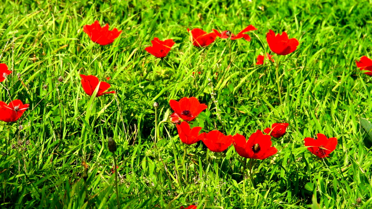 حالة الطقس -  ارتفاع ملموس على درجات الحرارة