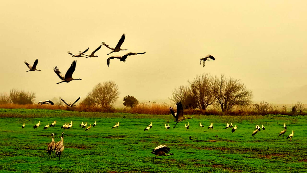 إيذاناً ببدء الربيع باكراً - وصول حوالي 140 طائر لقلق إلى الحولة 