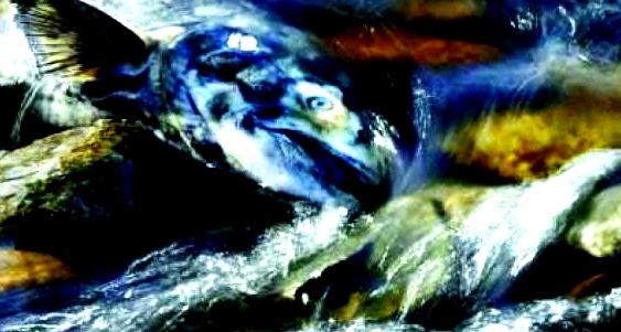 انتياسة مجهولة 