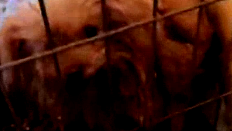 الشرطة: انقاذ 15 كلباً احتُجزوا بظروف قاسية في جديدة المكر