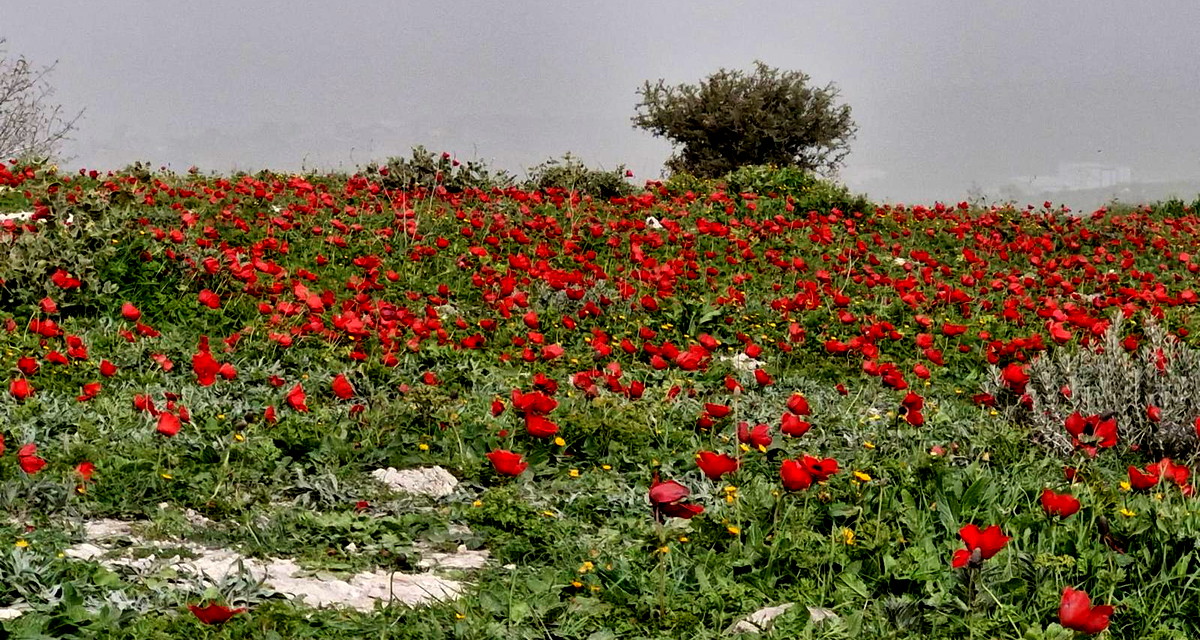 حالة الطقس: أجواء خماسينية ومغبرة وسقوط أمطار متفرقة 