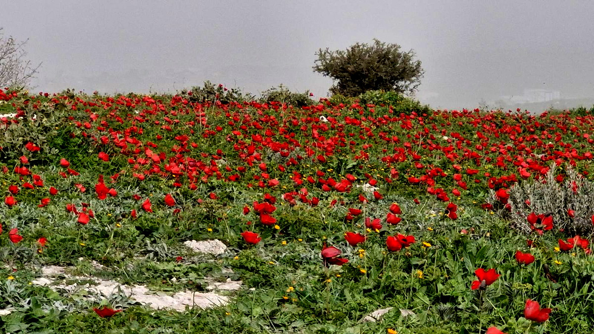 حالة الطقس: أجواء خماسينية ومغبرة وسقوط أمطار متفرقة