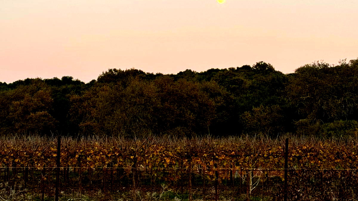 حالة الطقس: أجواء حارة ومغبرة... لايطرأ تغيير يذكر على درجات الحرارة