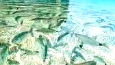ظاهرة مدمرة