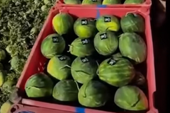 فيروس يصيب 20% من مزارع البطيخ في إسرائيل