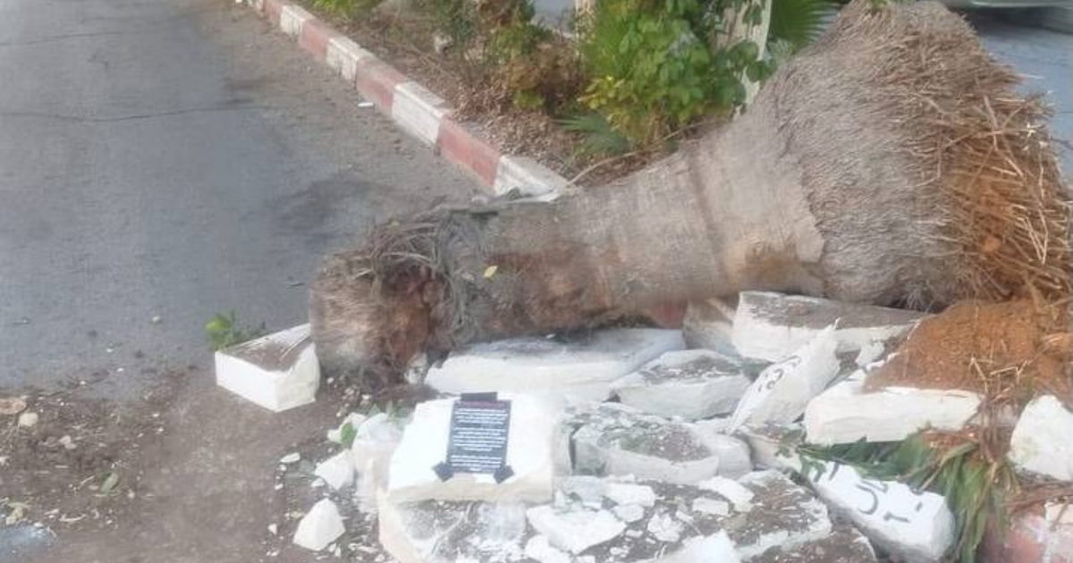 صورة الخبر