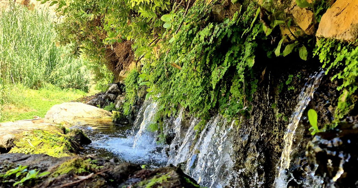 صورة الخبر