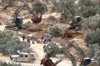 القوات الإسرائيلية تقتلع المئات من أشجار الزيتون شرقي رام الله... هدم منازل واستيلاء على الممتلكات