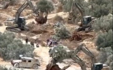القوات الإسرائيلية تقتلع المئات من أشجار الزيتون شرقي رام الله... هدم منازل واستيلاء على الممتلكات