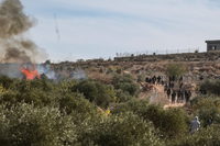 حاخام إسرائيلي يبيح للمستوطنين الاستيلاء على محصول الزيتون الفلسطيني في الضفة الغربية: "ليس سرقة بل فضيلة دينية"