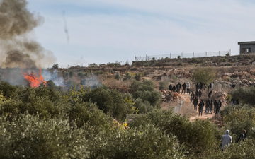 حاخام إسرائيلي يبيح للمستوطنين الاستيلاء على محصول الزيتون الفلسطيني في الضفة الغربية: "ليس سرقة بل فضيلة دينية"